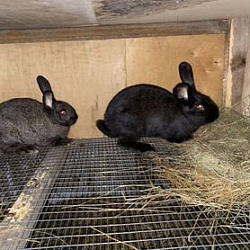 Продам Кроликов